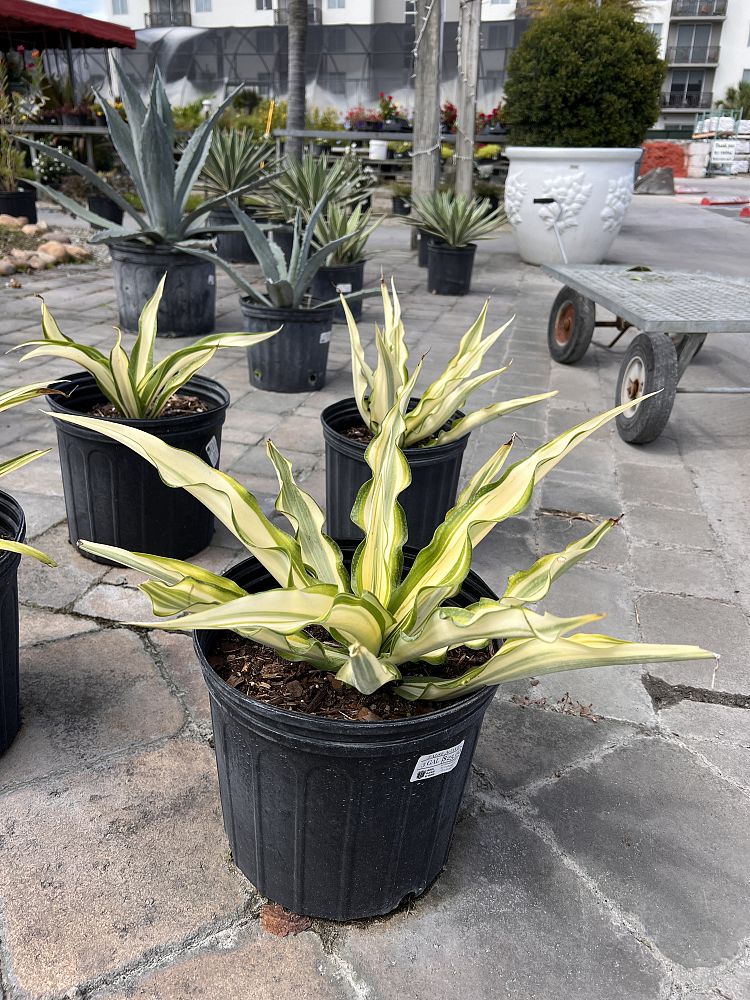 furcraea-foetida-variegata-false-agave-furcraea-gigantea-mauritius-hemp