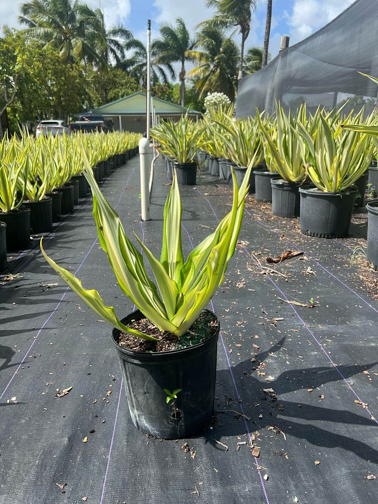 furcraea-foetida-variegata-false-agave-furcraea-gigantea-mauritius-hemp