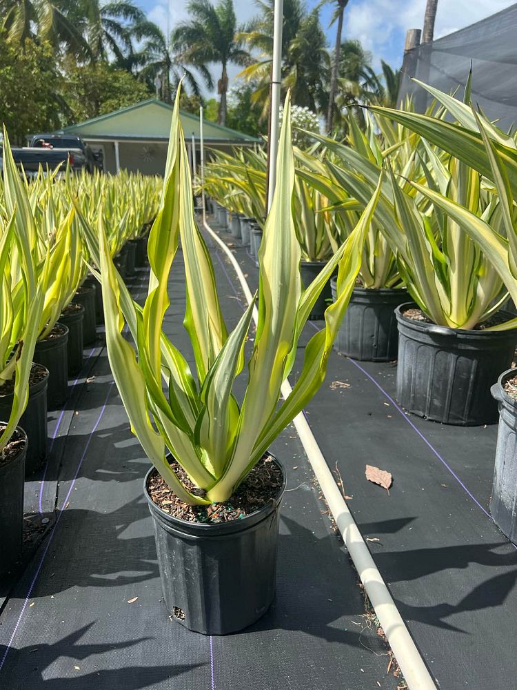 furcraea-foetida-variegata-false-agave-furcraea-gigantea-mauritius-hemp
