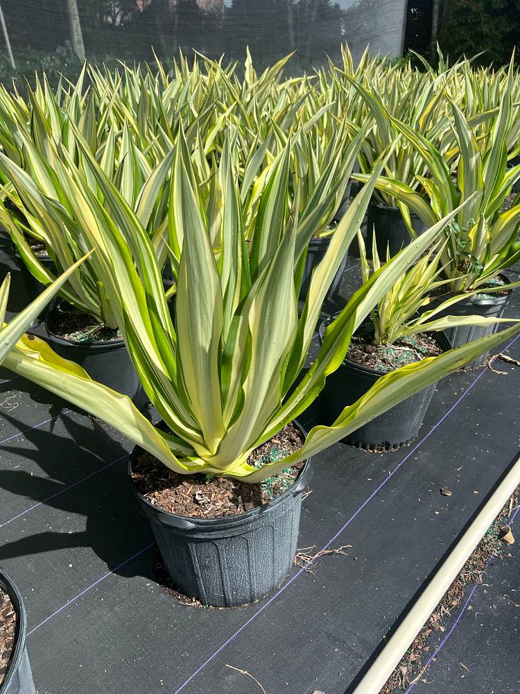 furcraea-foetida-variegata-false-agave-furcraea-gigantea-mauritius-hemp