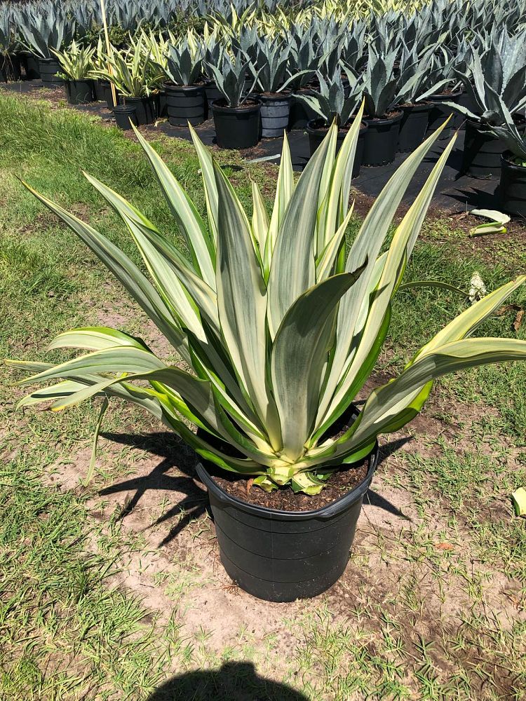 furcraea-foetida-variegata-false-agave-furcraea-gigantea-mauritius-hemp