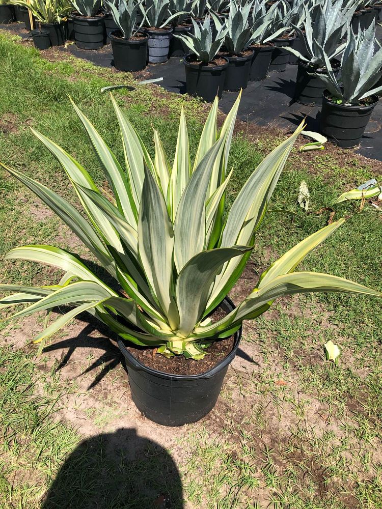 furcraea-foetida-variegata-false-agave-furcraea-gigantea-mauritius-hemp