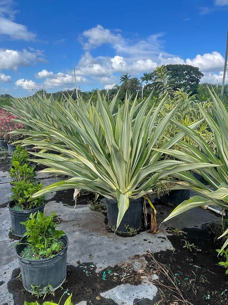 furcraea-foetida-variegata-false-agave-furcraea-gigantea-mauritius-hemp