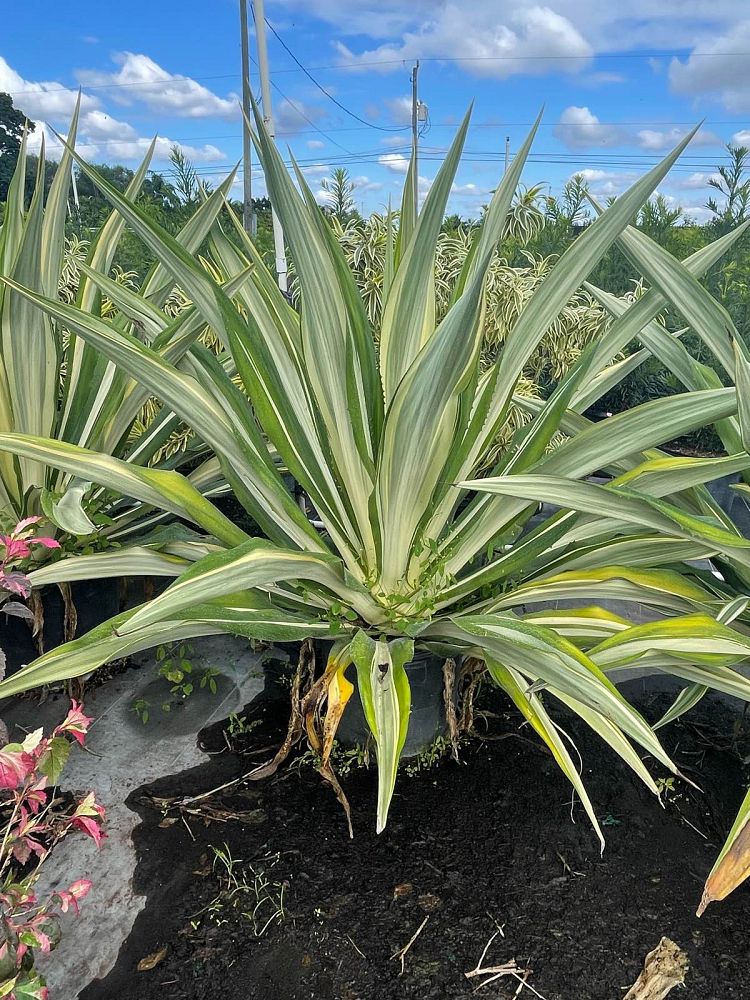 furcraea-foetida-variegata-false-agave-furcraea-gigantea-mauritius-hemp