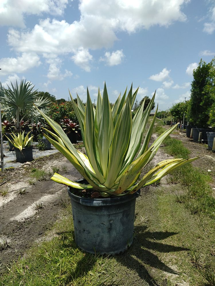 furcraea-foetida-variegata-false-agave-furcraea-gigantea-mauritius-hemp