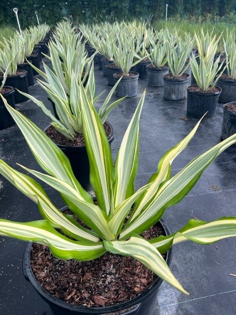 furcraea-foetida-variegata-false-agave-furcraea-gigantea-mauritius-hemp