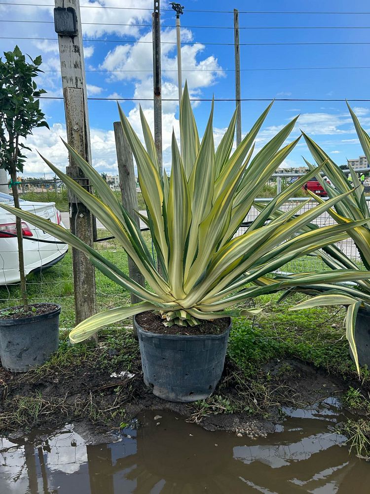 furcraea-foetida-variegata-false-agave-furcraea-gigantea-mauritius-hemp