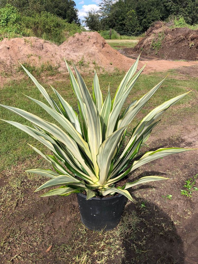 furcraea-foetida-variegata-false-agave-furcraea-gigantea-mauritius-hemp