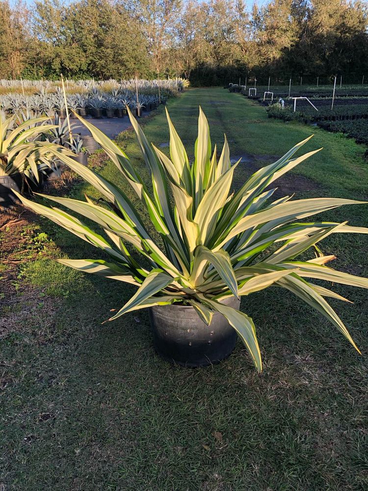 furcraea-foetida-variegata-false-agave-furcraea-gigantea-mauritius-hemp