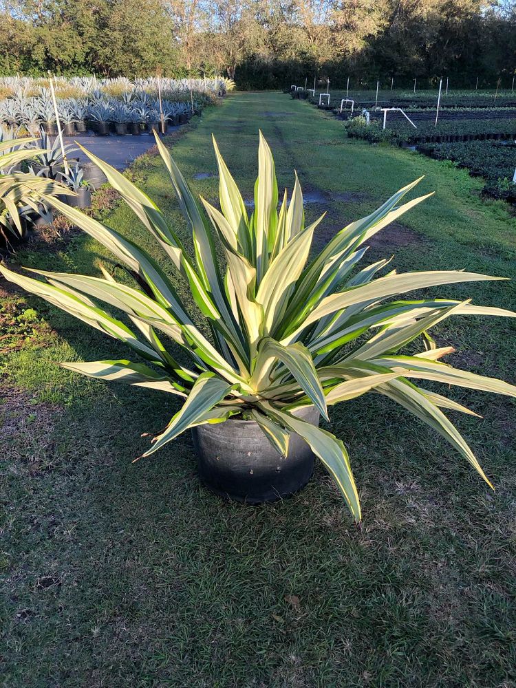furcraea-foetida-variegata-false-agave-furcraea-gigantea-mauritius-hemp