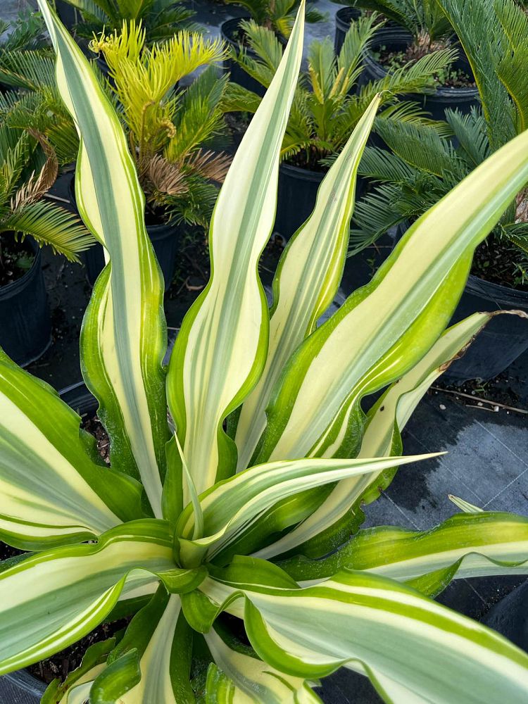 furcraea-foetida-variegata-false-agave-furcraea-gigantea-mauritius-hemp