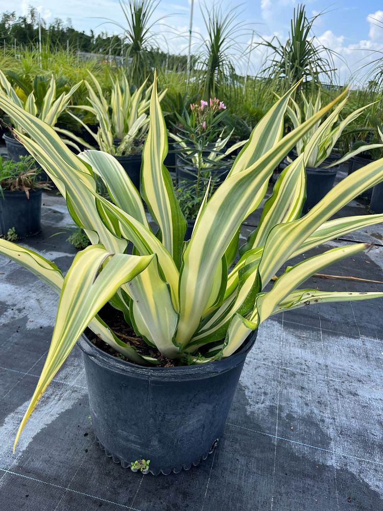 furcraea-foetida-variegata-false-agave-furcraea-gigantea-mauritius-hemp