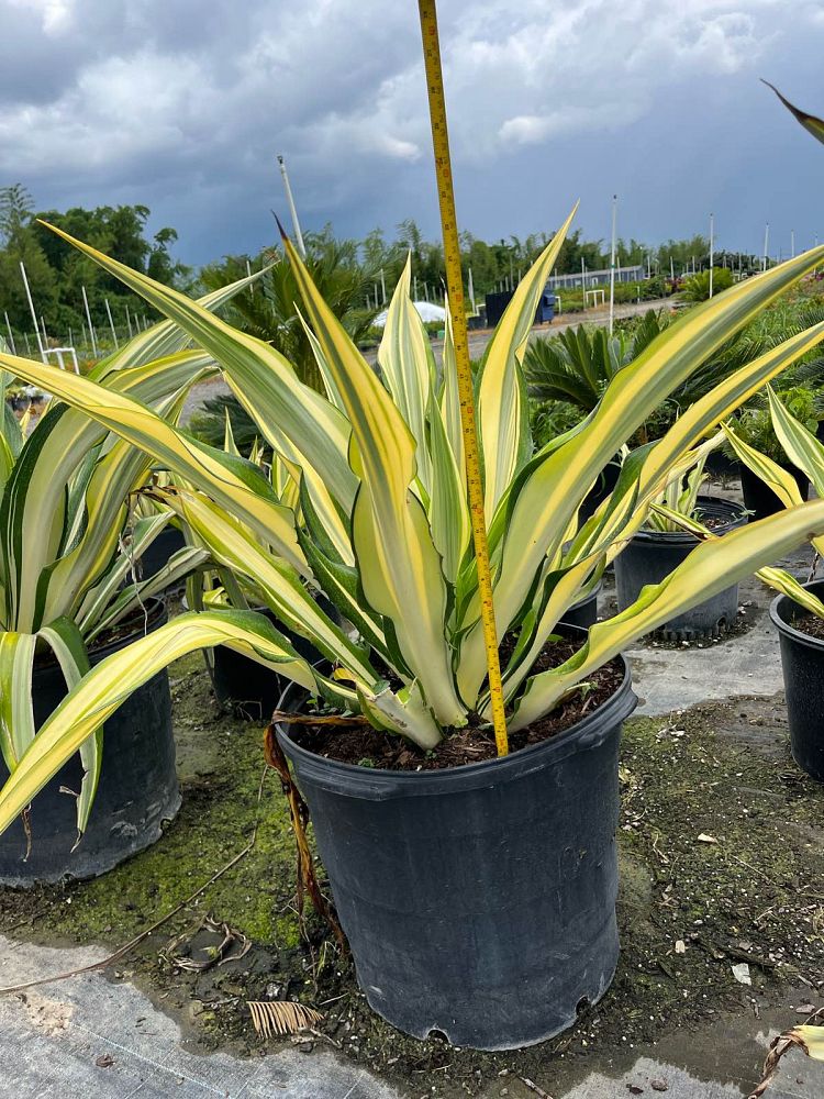 furcraea-foetida-variegata-false-agave-furcraea-gigantea-mauritius-hemp