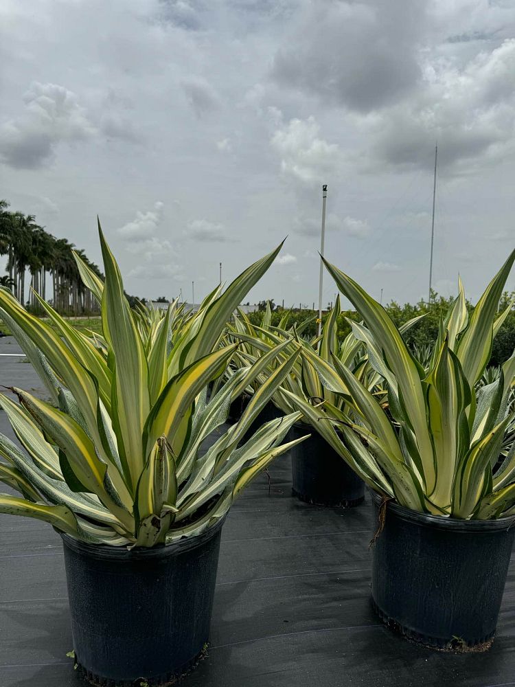 furcraea-foetida-variegata-false-agave-furcraea-gigantea-mauritius-hemp