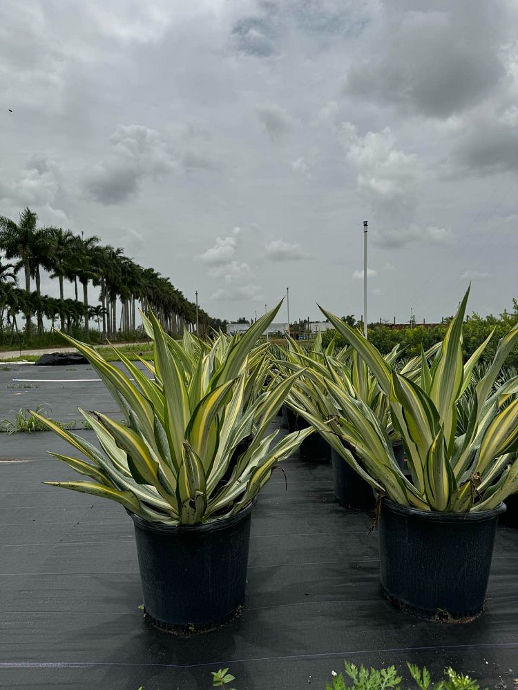 furcraea-foetida-variegata-false-agave-furcraea-gigantea-mauritius-hemp