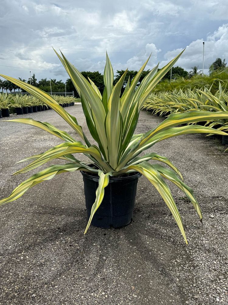 furcraea-foetida-variegata-false-agave-furcraea-gigantea-mauritius-hemp
