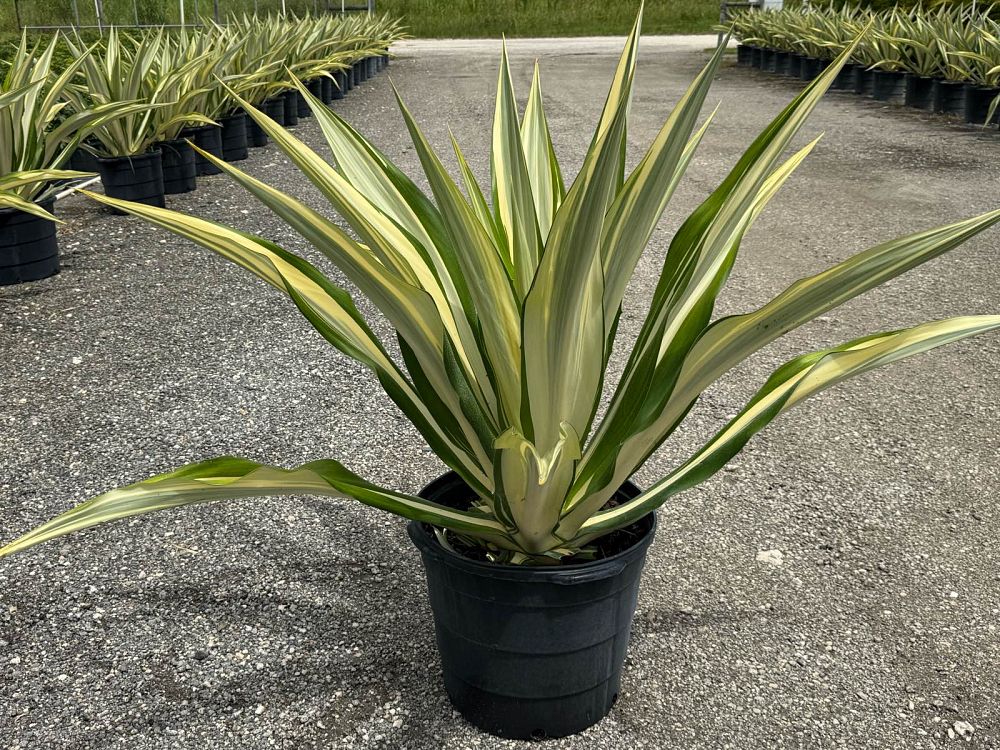 furcraea-foetida-variegata-false-agave-furcraea-gigantea-mauritius-hemp
