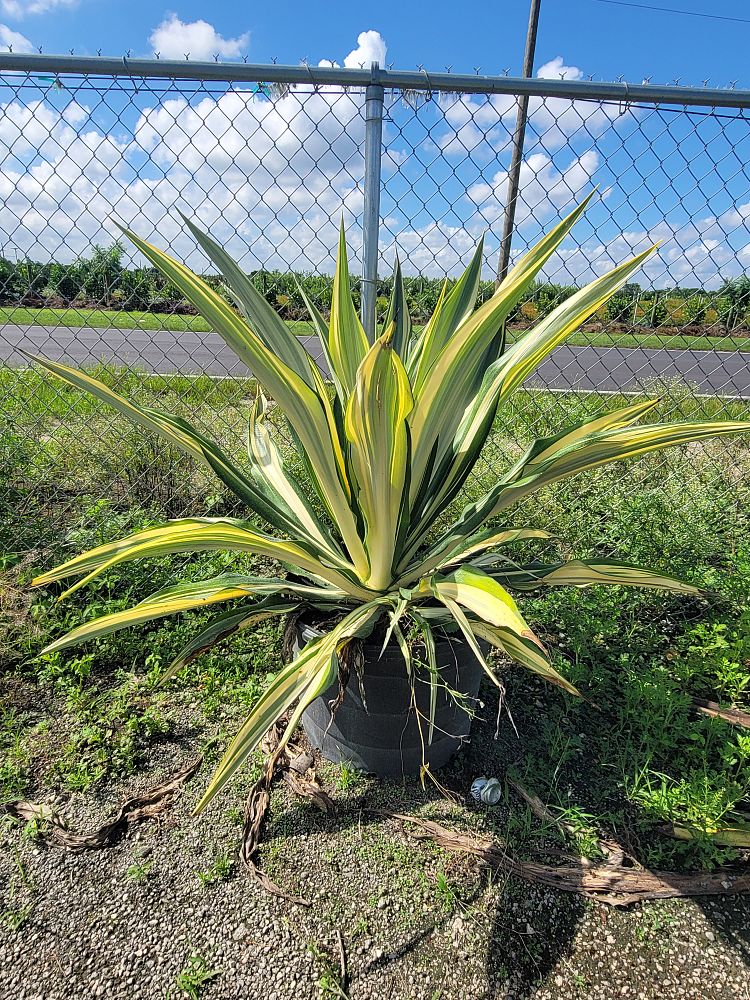furcraea-foetida-variegata-false-agave-furcraea-gigantea-mauritius-hemp