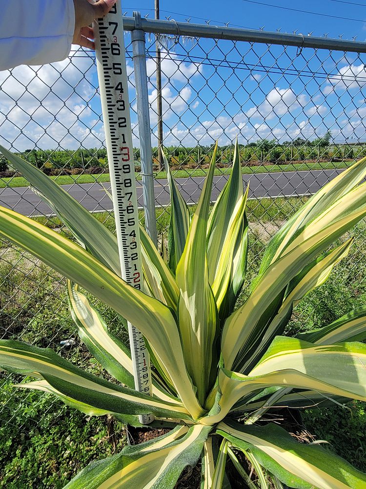furcraea-foetida-variegata-false-agave-furcraea-gigantea-mauritius-hemp