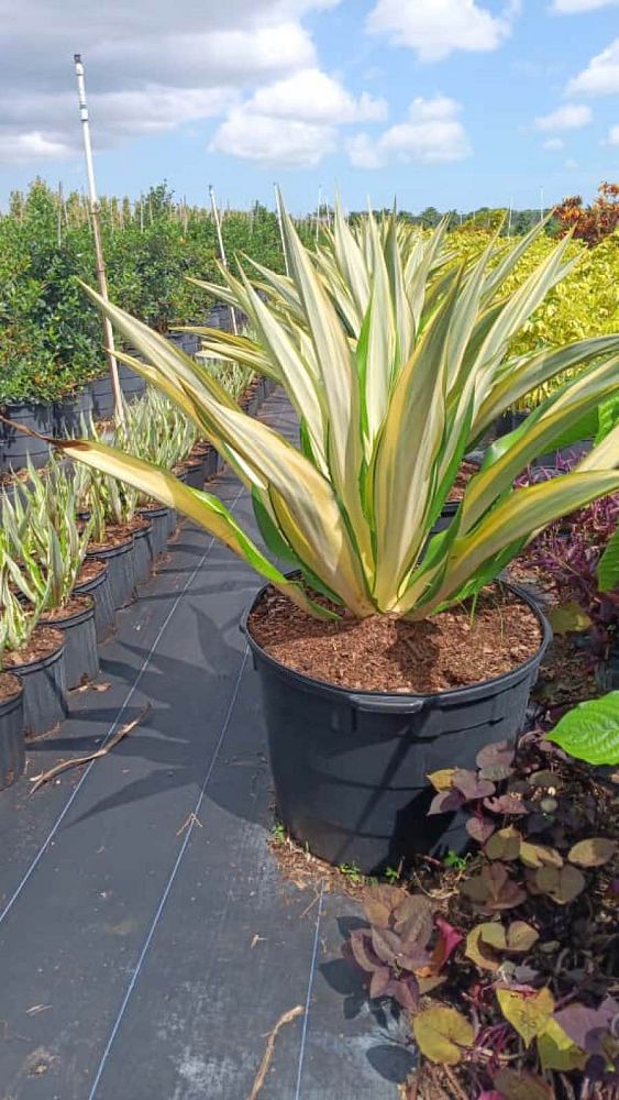 furcraea-foetida-variegata-false-agave-furcraea-gigantea-mauritius-hemp