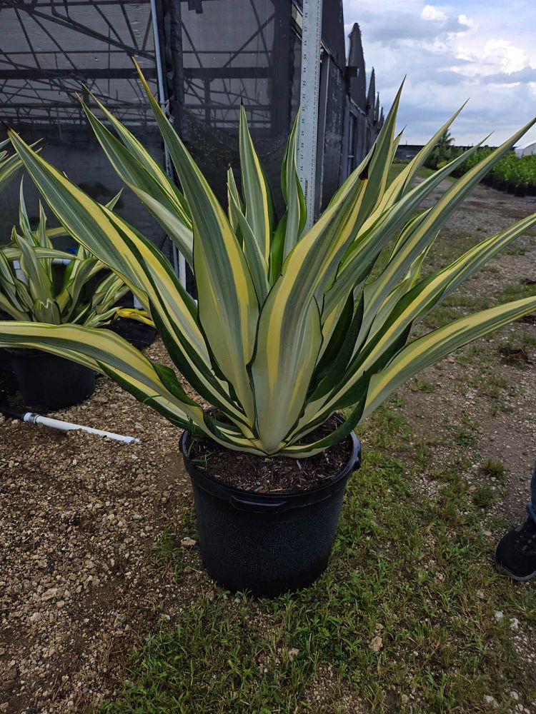 furcraea-foetida-variegata-false-agave-furcraea-gigantea-mauritius-hemp