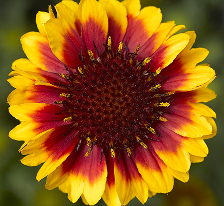 gaillardia-aristata-barbican-yellow-red-ring-gaillardia-indian-blanket-blanket-flower