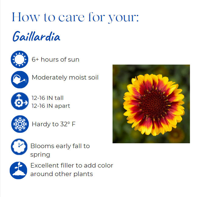 gaillardia-aristata-barbican-yellow-red-ring-gaillardia-indian-blanket-blanket-flower