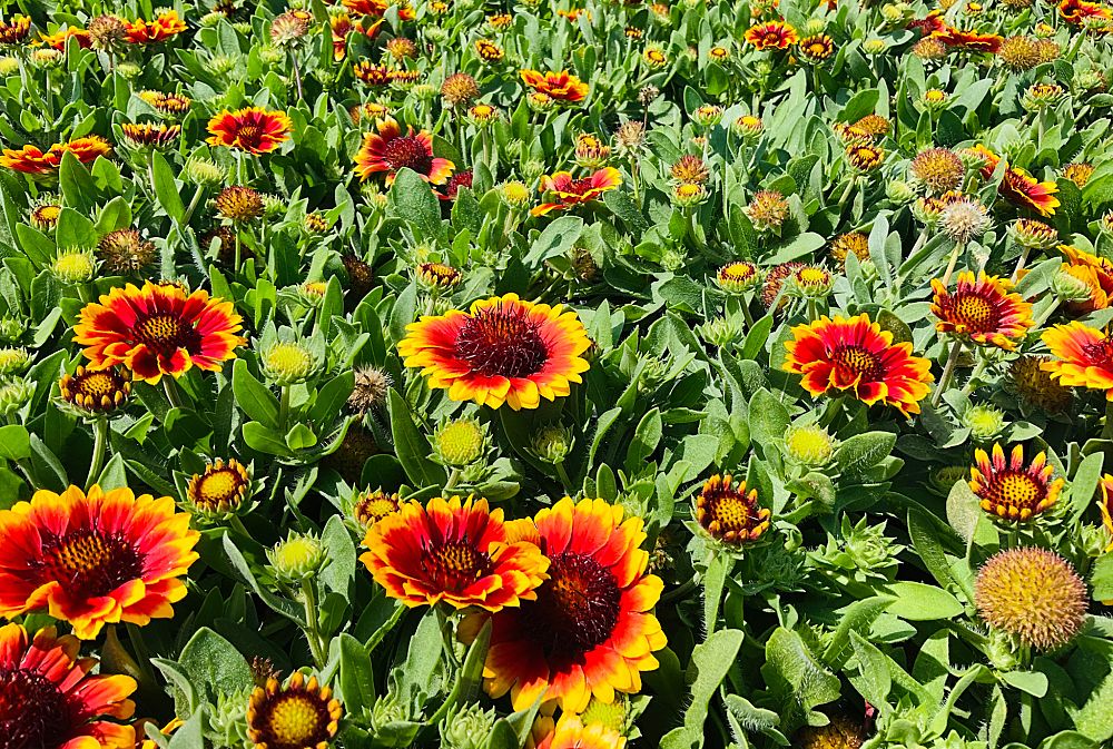 gaillardia-aristata-barbican-yellow-red-ring-gaillardia-indian-blanket-blanket-flower