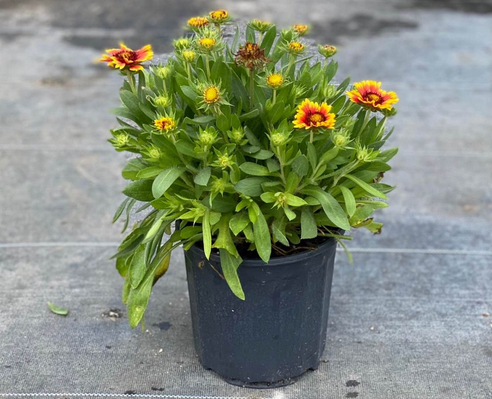 gaillardia-aristata-gaillardia-indian-blanket-blanket-flower