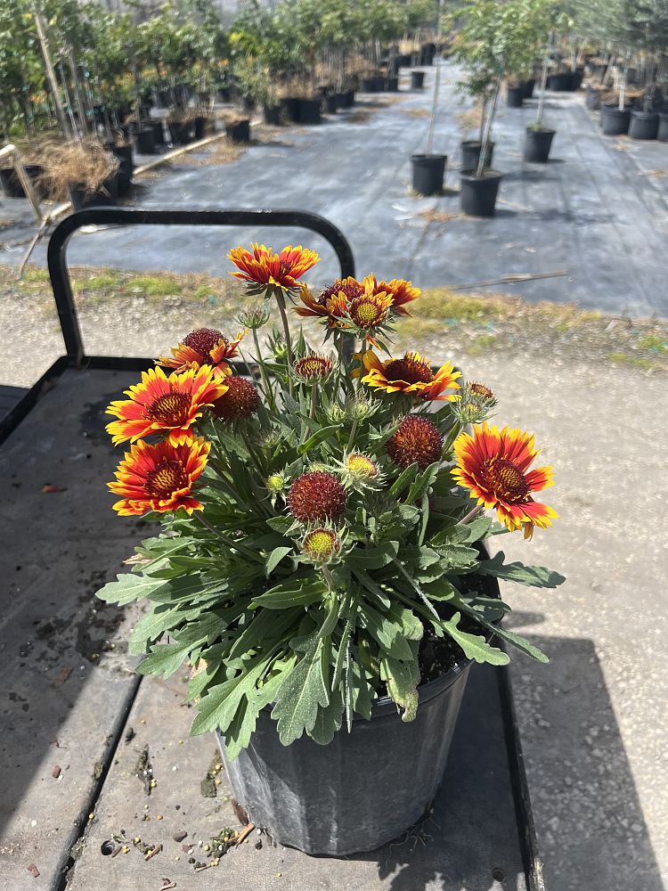 gaillardia-arizona-sun-gaillardia-indian-blanket-blanket-flower