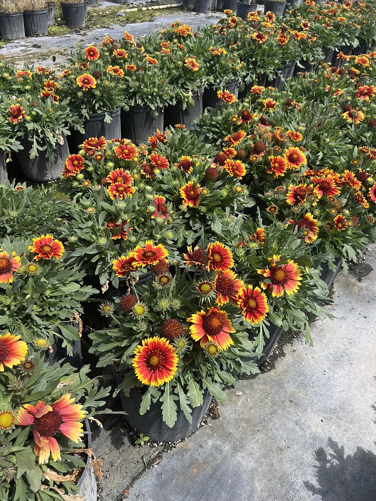 gaillardia-arizona-sun-gaillardia-indian-blanket-blanket-flower