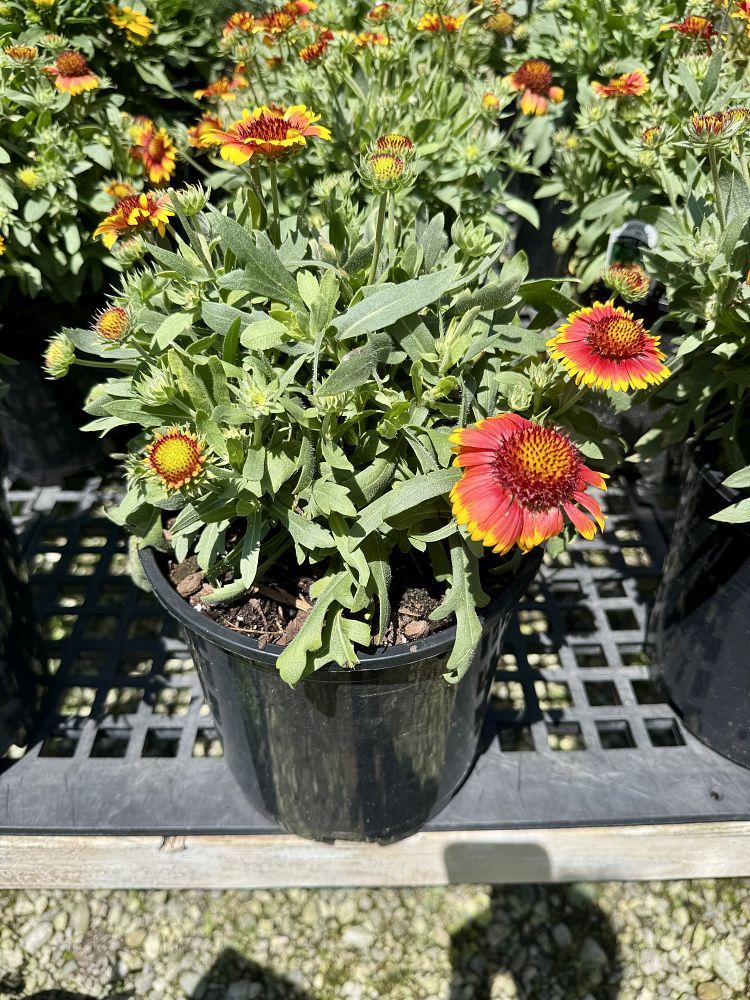 gaillardia-arizona-sun-gaillardia-indian-blanket-blanket-flower