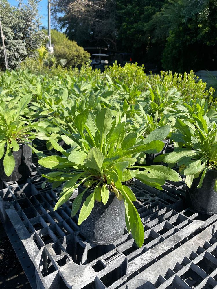 gaillardia-arizona-sun-gaillardia-indian-blanket-blanket-flower