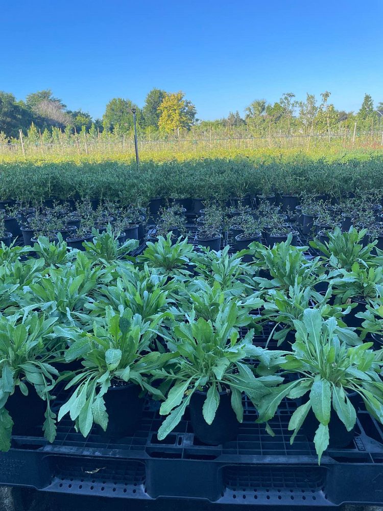 gaillardia-arizona-sun-gaillardia-indian-blanket-blanket-flower