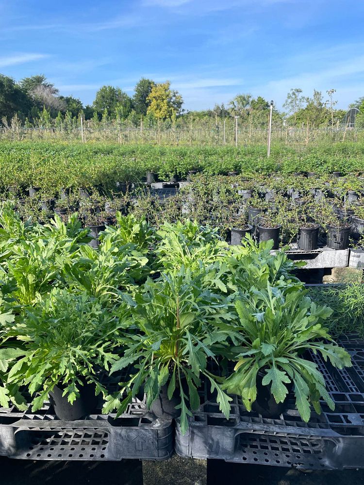 gaillardia-arizona-sun-gaillardia-indian-blanket-blanket-flower
