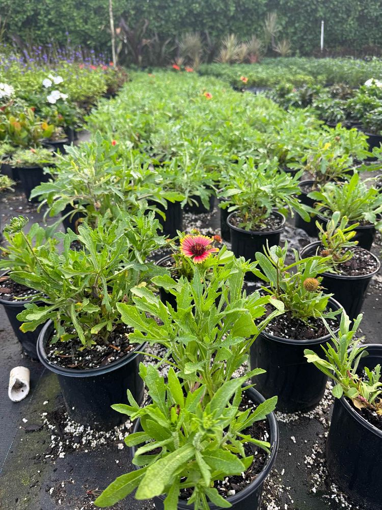 gaillardia-arizona-sun-gaillardia-indian-blanket-blanket-flower
