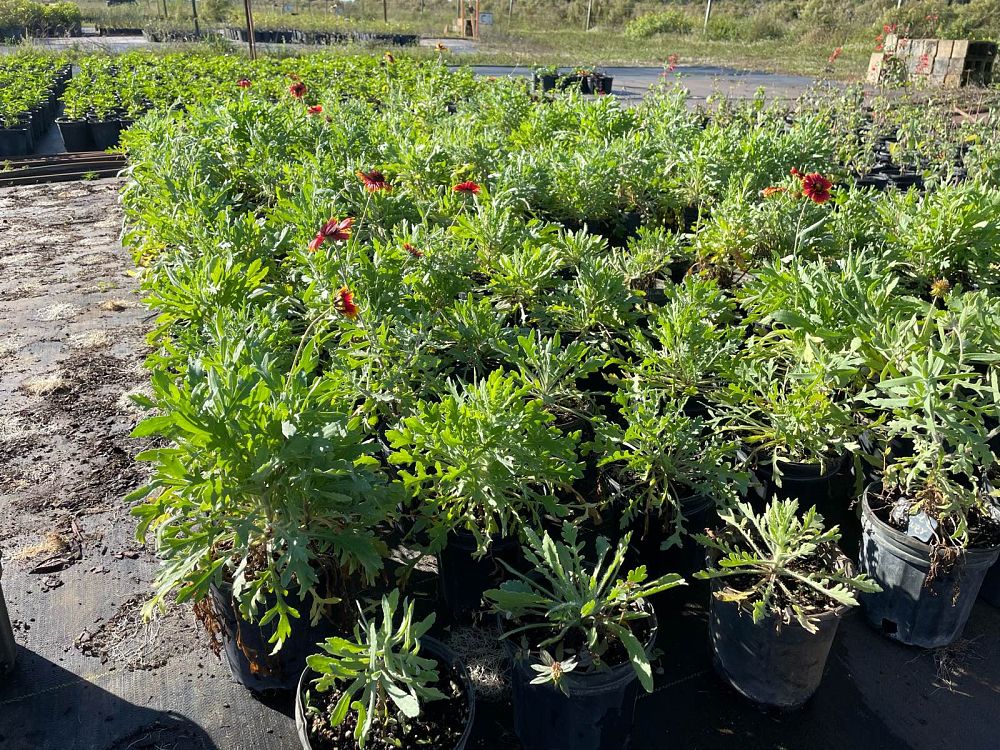 gaillardia-blanketflower
