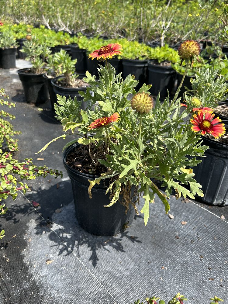 gaillardia-blanketflower