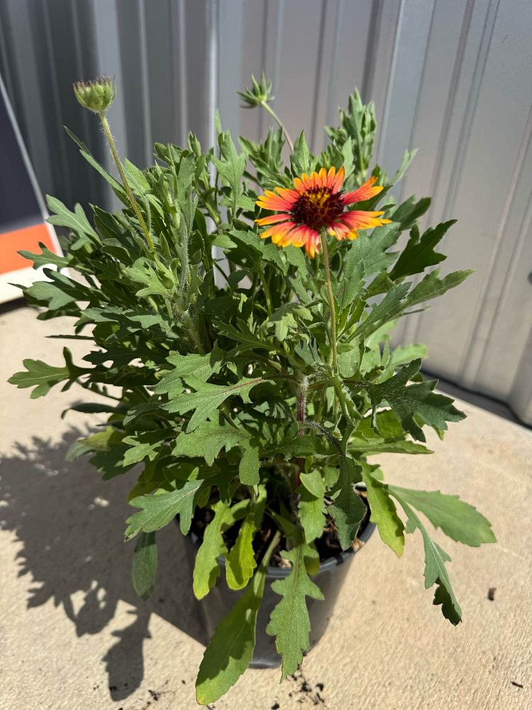 gaillardia-blanketflower