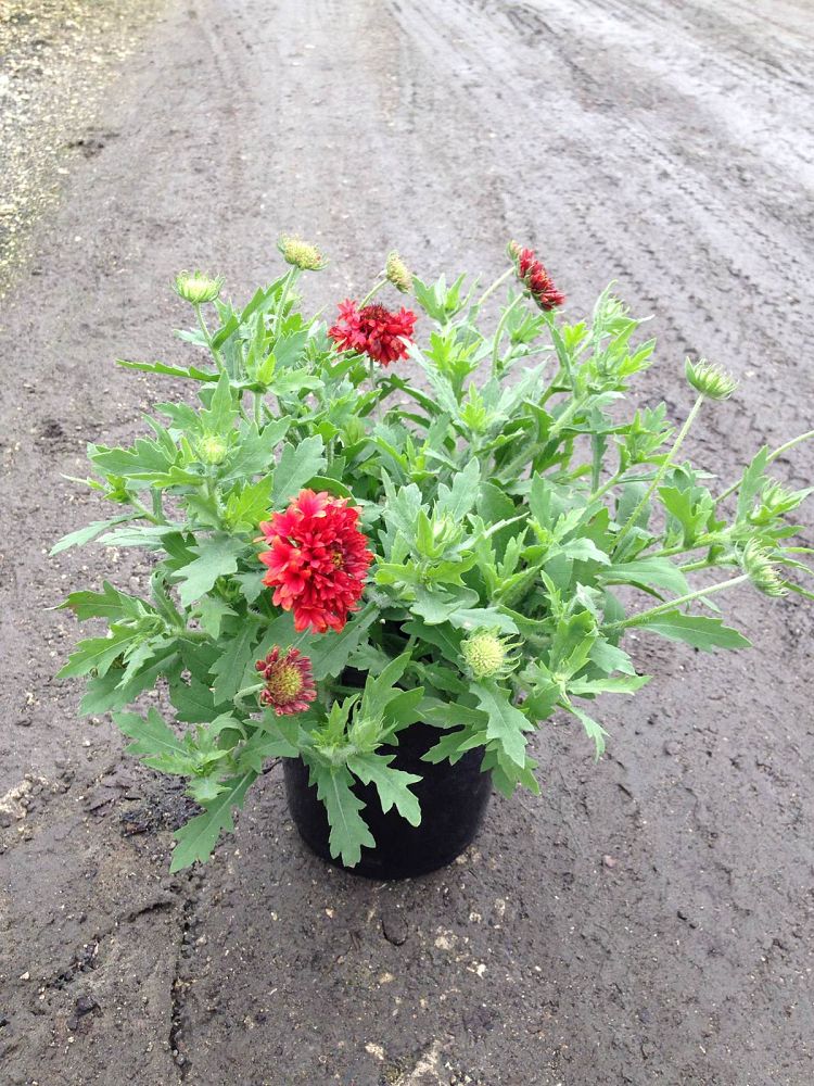 gaillardia-galya-red-spark-blanket-flower