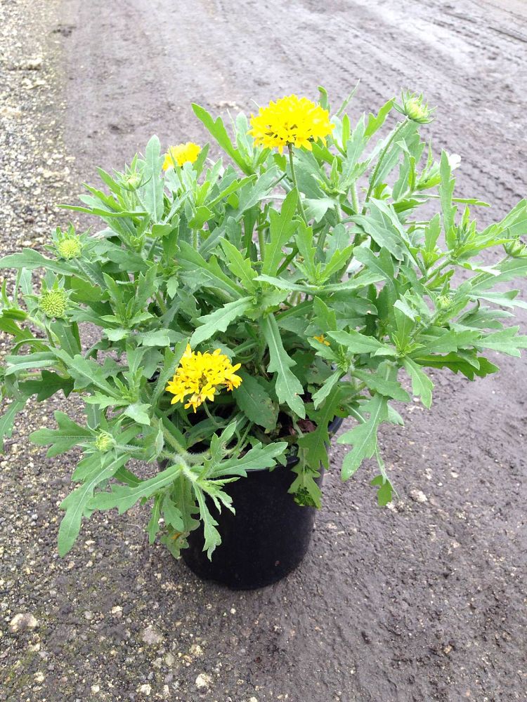 gaillardia-galya-yellow-spark-blanket-flower