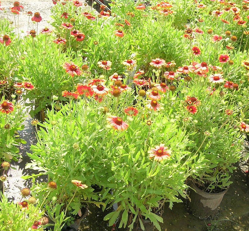 gaillardia-pulchella-indian-blanket-flower
