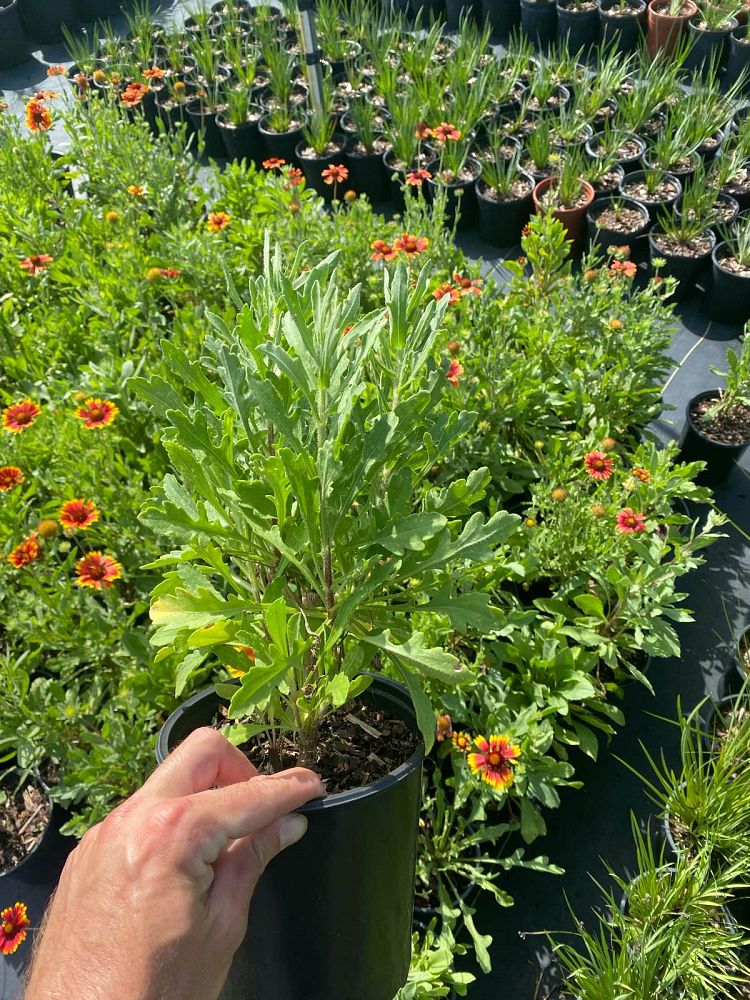gaillardia-pulchella-indian-blanket-flower