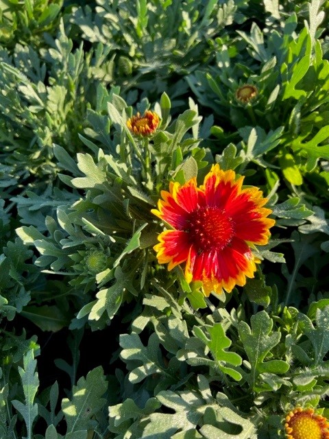 gaillardia-pulchella-indian-blanket-flower