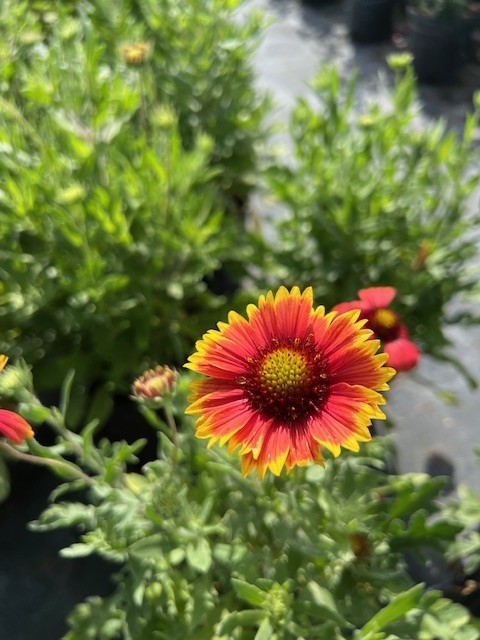 gaillardia-pulchella-indian-blanket-flower