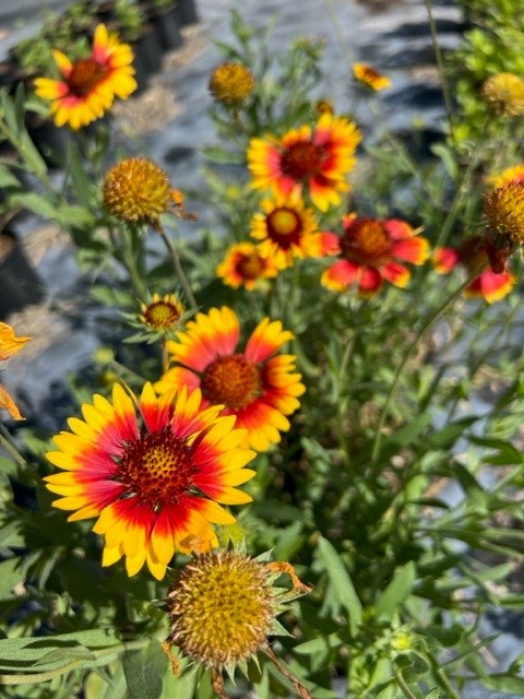 gaillardia-pulchella-indian-blanket-flower