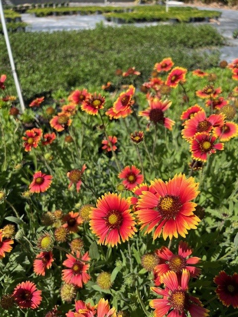 gaillardia-pulchella-indian-blanket-flower