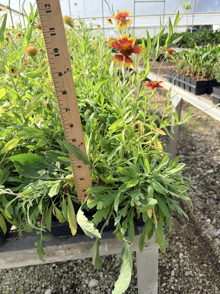 gaillardia-pulchella-indian-blanket-flower