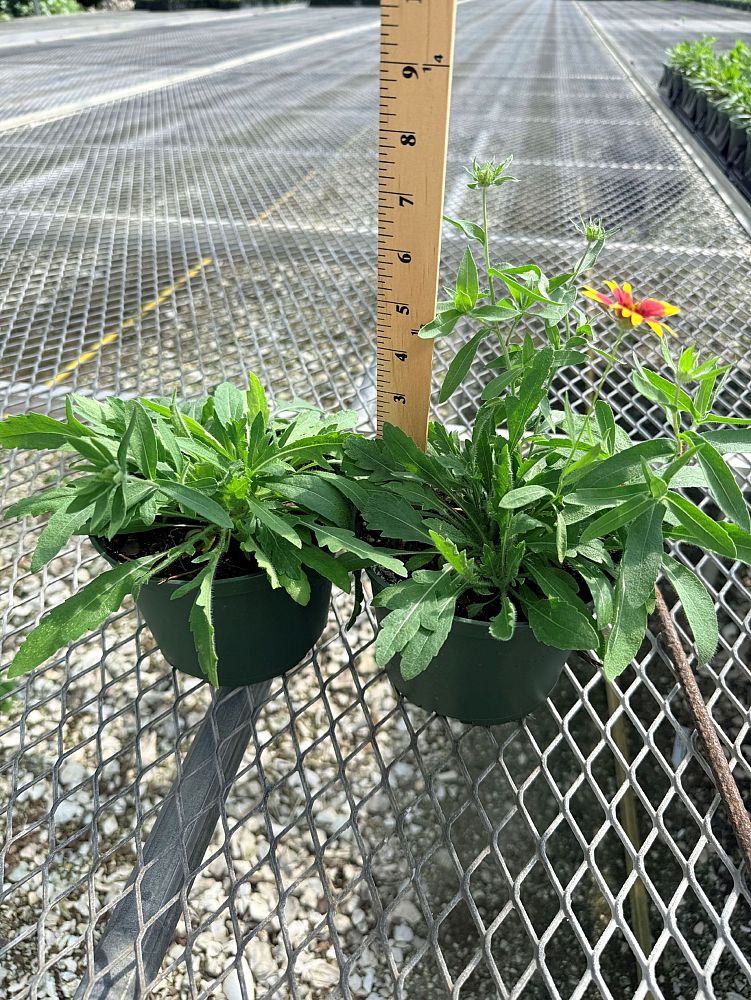 gaillardia-pulchella-indian-blanket-flower