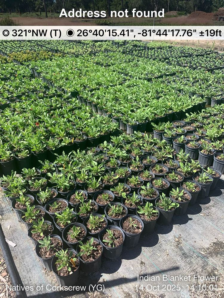 gaillardia-pulchella-indian-blanket-flower